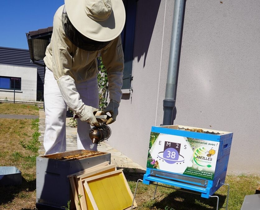 LES ABEILLES EM2S 38 INTEGRENT LEUR NOUVELLE MAISON